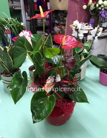 Pianta di anthurium