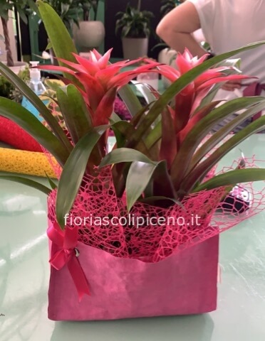 Pianta di guzmania. Il prezzo è senza vaso.