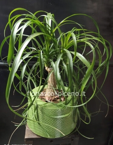 Pianta di beucarnea altezza 60 cm- diam vaso 24