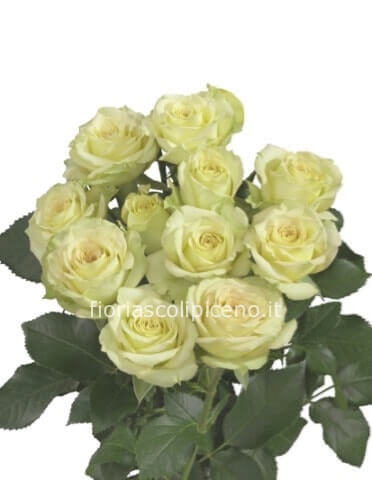 Rose bianche a steli, prima scelta, lunghezza 60 cm.