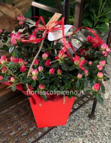 Azalea in vaso