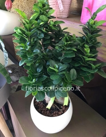 Pianta bonsai, varietà ficus