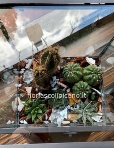 composizione di piante grasse