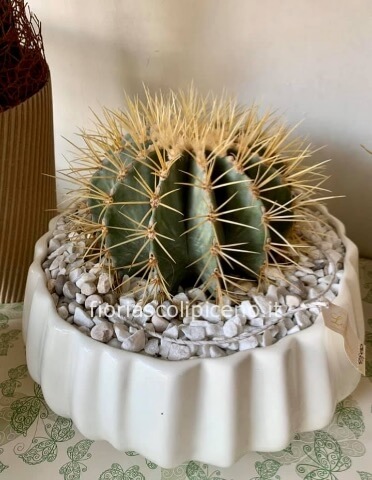 Pianta grassa confezionata