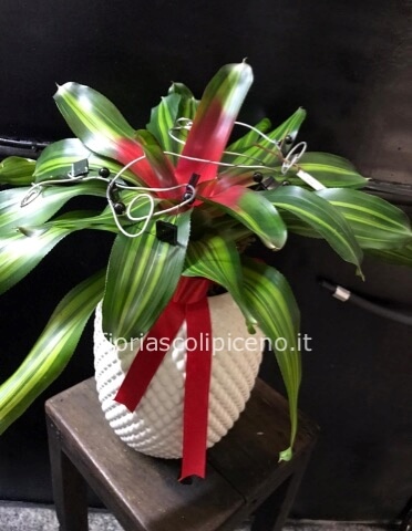 Pianta da appartamento