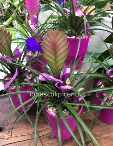 piante piccole da interno con vaso